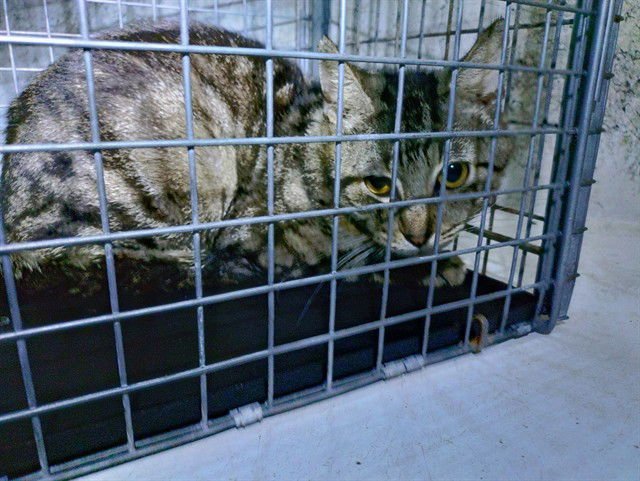 LYRIC - Domestic Short Hair available for adoption