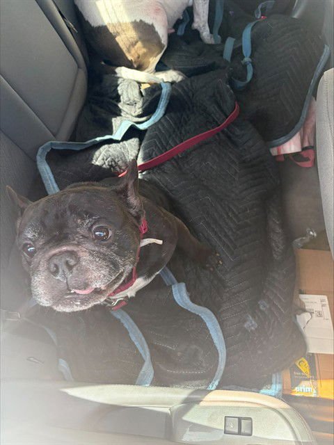 TONKA - French Bulldog available for adoption