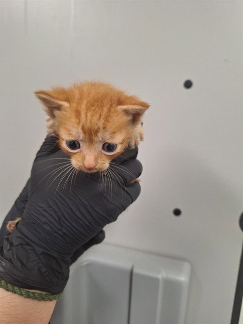 A2480785 - Domestic Short Hair available for adoption