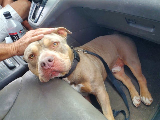 ARCHIE - American Staffordshire Terrier available for adoption