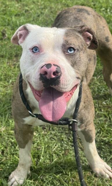 LION - American Staffordshire Terrier available for adoption