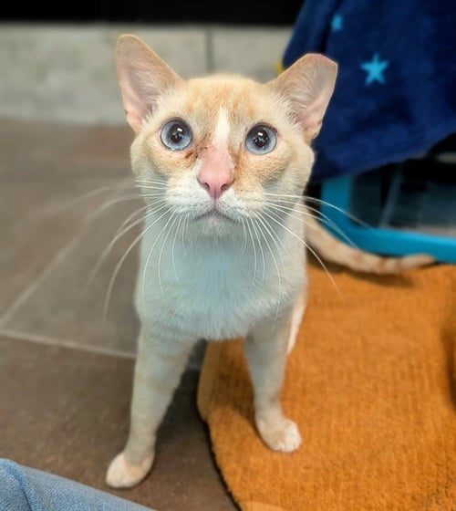 ASTRO - Domestic Short Hair available for adoption