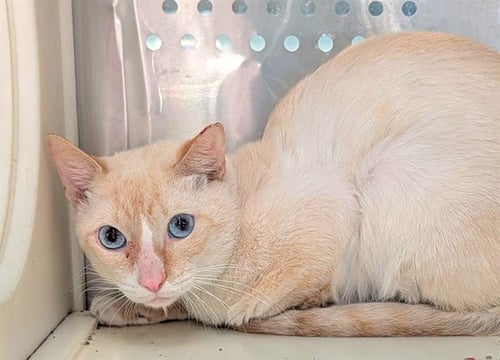 ASTRO - Domestic Short Hair available for adoption