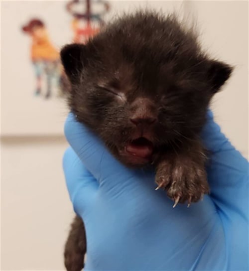 A2476319 - Domestic Short Hair available for adoption
