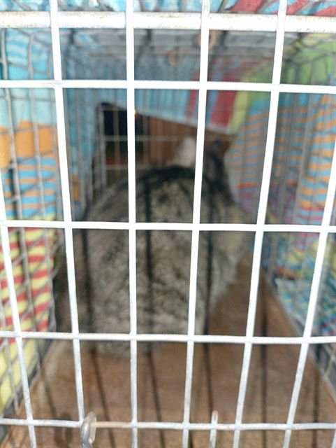 LUCAS - Domestic Short Hair available for adoption