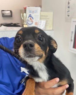 GEMMA - Chihuahua available for adoption