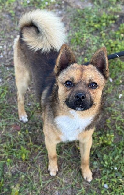 MAX - Chihuahua available for adoption