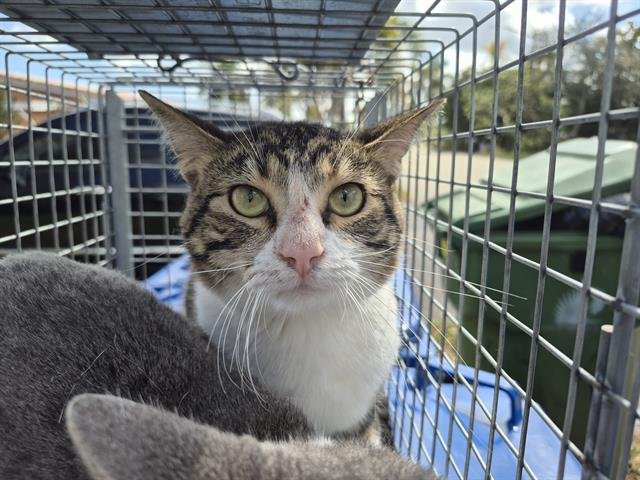 MINNIE - Domestic Short Hair available for adoption