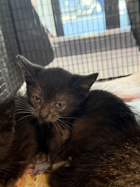 A2481367 - Domestic Short Hair available for adoption