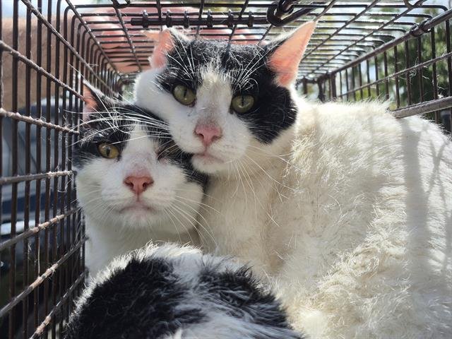 TEDDY - Domestic Short Hair available for adoption