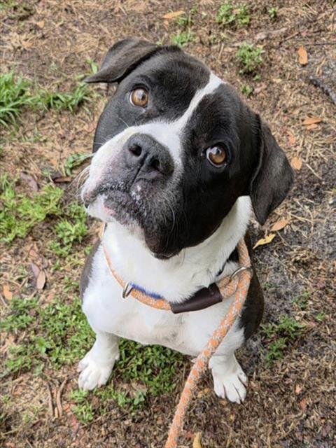 BRANDON - American Staffordshire Terrier available for adoption