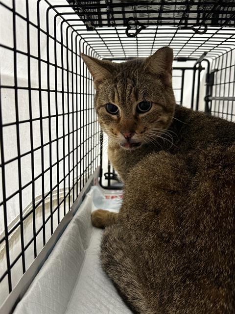 BOCA - Domestic Short Hair available for adoption