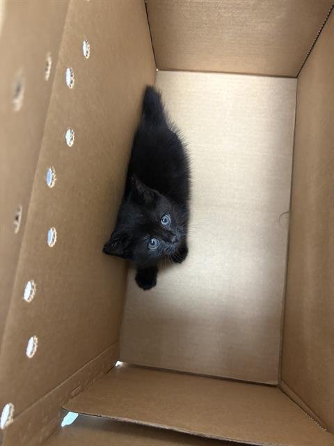 PEPPER - Domestic Short Hair available for adoption