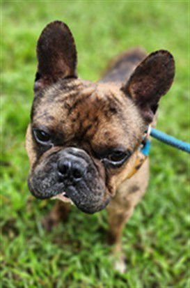 CONWAY - French Bulldog available for adoption