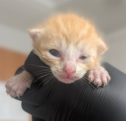A2481265 - Domestic Short Hair available for adoption