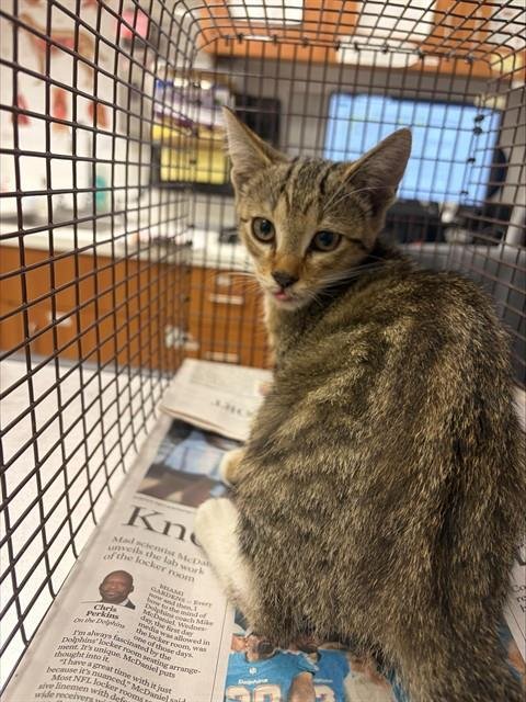 *MOANI - Domestic Short Hair available for adoption