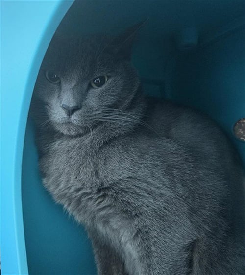 BUDDY BOY - Domestic Short Hair available for adoption