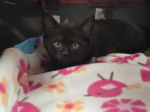 A2475841 - Domestic Short Hair available for adoption