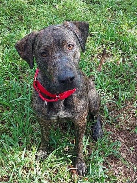 TIGA - Labrador Retriever available for adoption