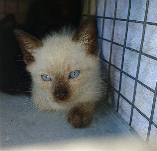 CALYX - Domestic Short Hair available for adoption
