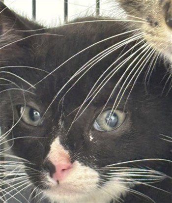 PAPAYA - Domestic Short Hair available for adoption