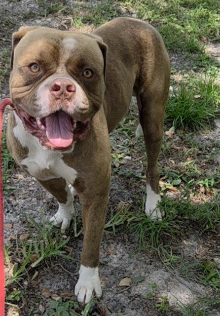 BRYSON - Bulldog available for adoption