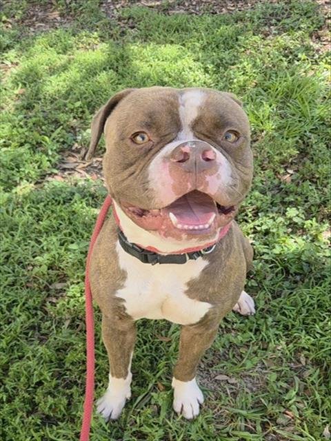 BRYSON - Bulldog available for adoption