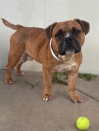 SAMSON - Photo 1