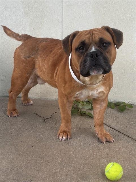 SAMSON - American Staffordshire Terrier available for adoption