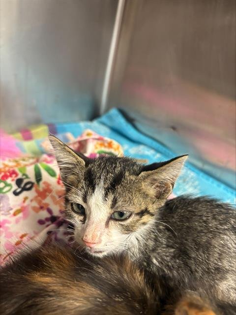 JADEN - Domestic Short Hair available for adoption