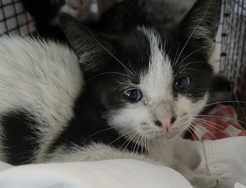 A2477920 - Domestic Short Hair available for adoption