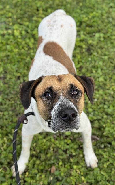 HARRISON - Pointer available for adoption