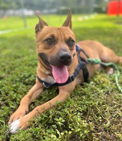 MARLEY - American Staffordshire Terrier available for adoption
