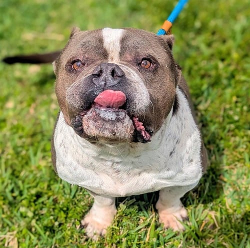 LITTLE JOHN - American Bulldog available for adoption