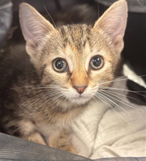 A2476295 - Domestic Short Hair available for adoption