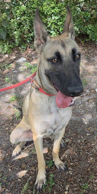VALKYRIE - Belgian Shepherd Malinois available for adoption