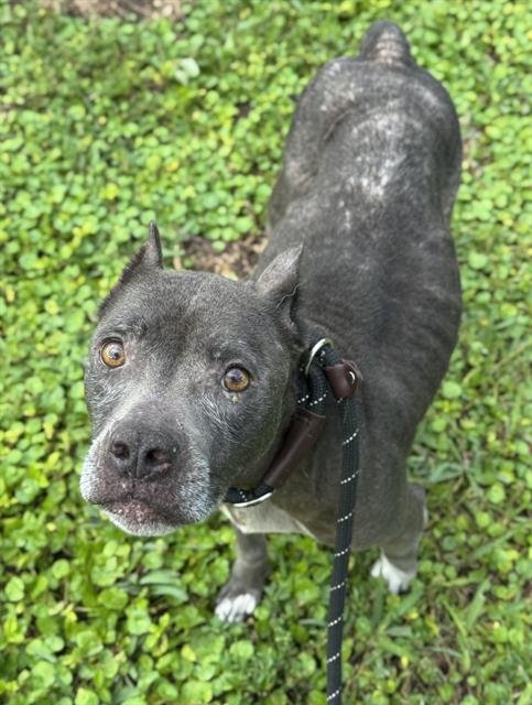 MONA - American Staffordshire Terrier available for adoption