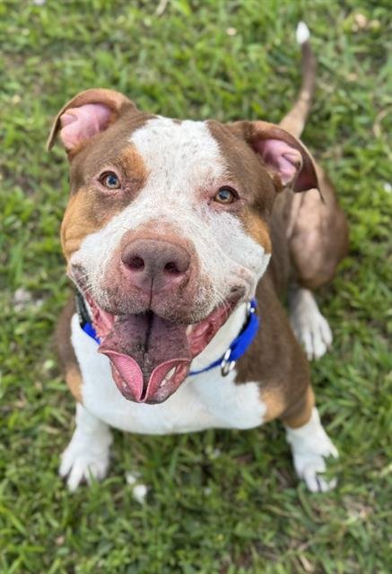 BAYLEE - American Staffordshire Terrier available for adoption