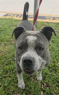 SANTOS - Photo 1