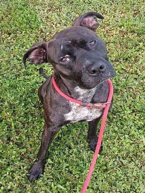 TITANIA - American Staffordshire Terrier available for adoption