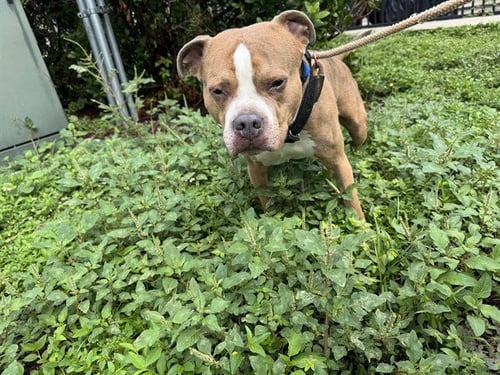 ARRAX - American Staffordshire Terrier available for adoption