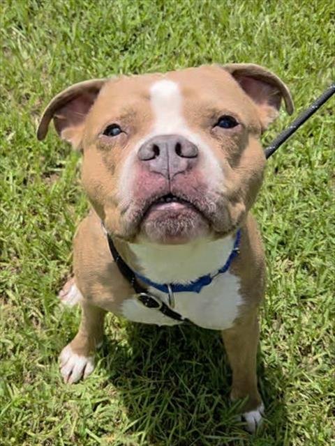 ARRAX - American Staffordshire Terrier available for adoption