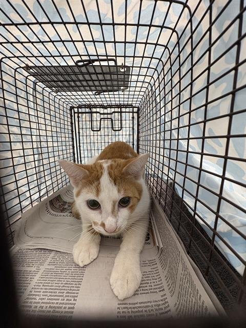 BUTTER SCOTCH - Domestic Short Hair available for adoption