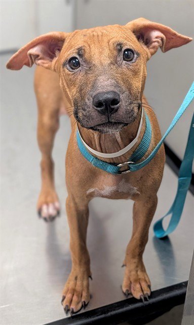 ASTEROID - American Pit Bull Terrier available for adoption