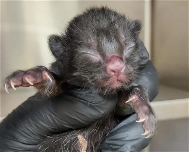 CHICKPEA - Domestic Short Hair available for adoption