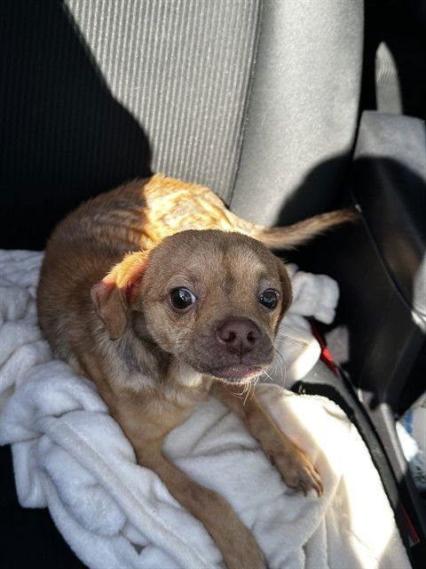 RIO - Chihuahua available for adoption