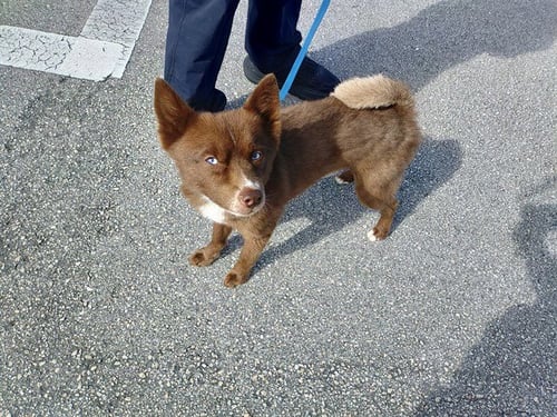SLY - Pomeranian / Siberian Husky available for adoption