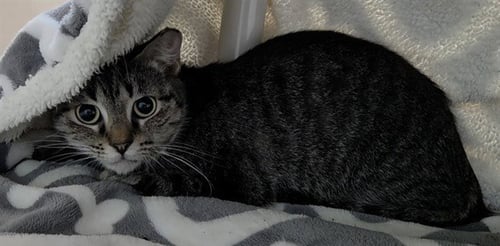 STEFANI - Domestic Short Hair available for adoption