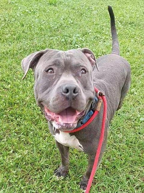 TITUS - American Staffordshire Terrier available for adoption