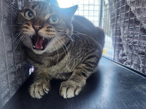 FABLE - Domestic Short Hair for adoption in Fort Lauderdale